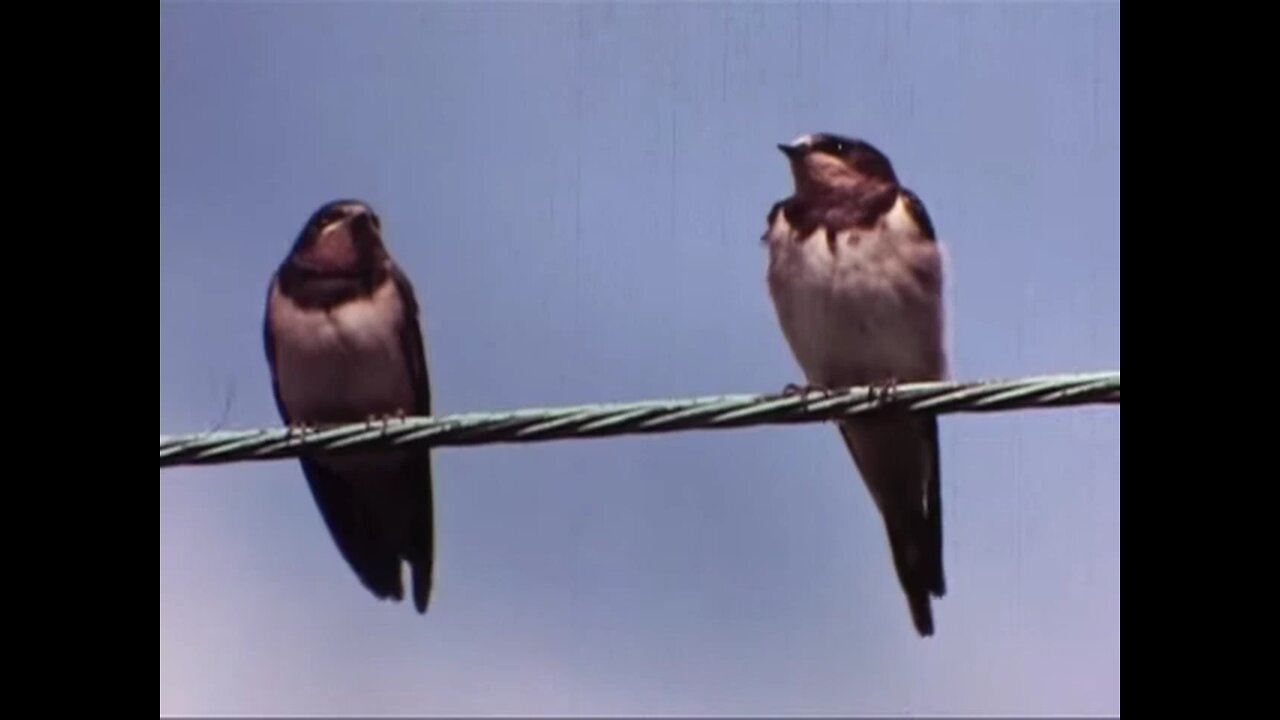 An Eye For The Birds