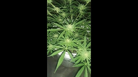 Pineapple Express outdoor