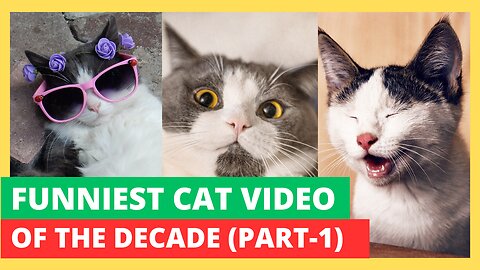 Funniest Cat Video Compilation of the Decade (Part-1)