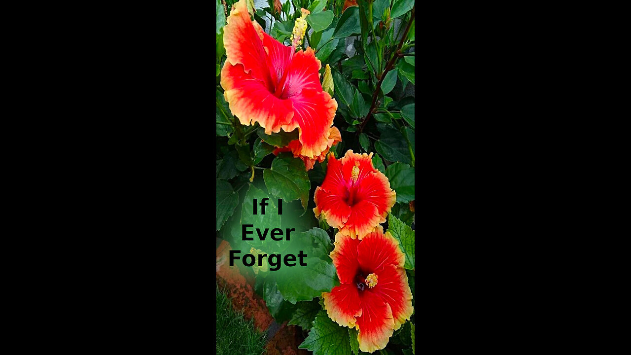 Daniel 🛸 504 ~ If I Ever Forget
