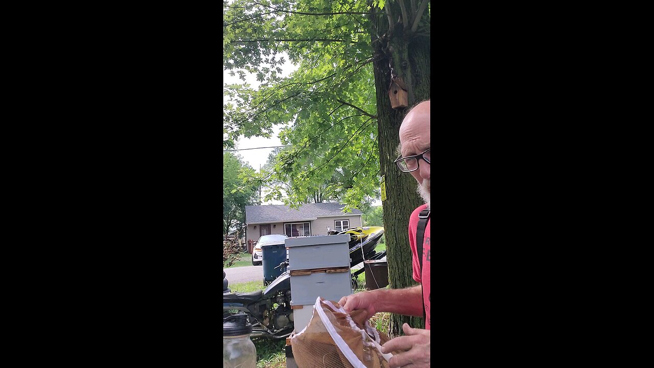 🐝Feeding Bees Quick🐝