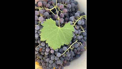 Why Wineries DON'T Use All Their Grapes