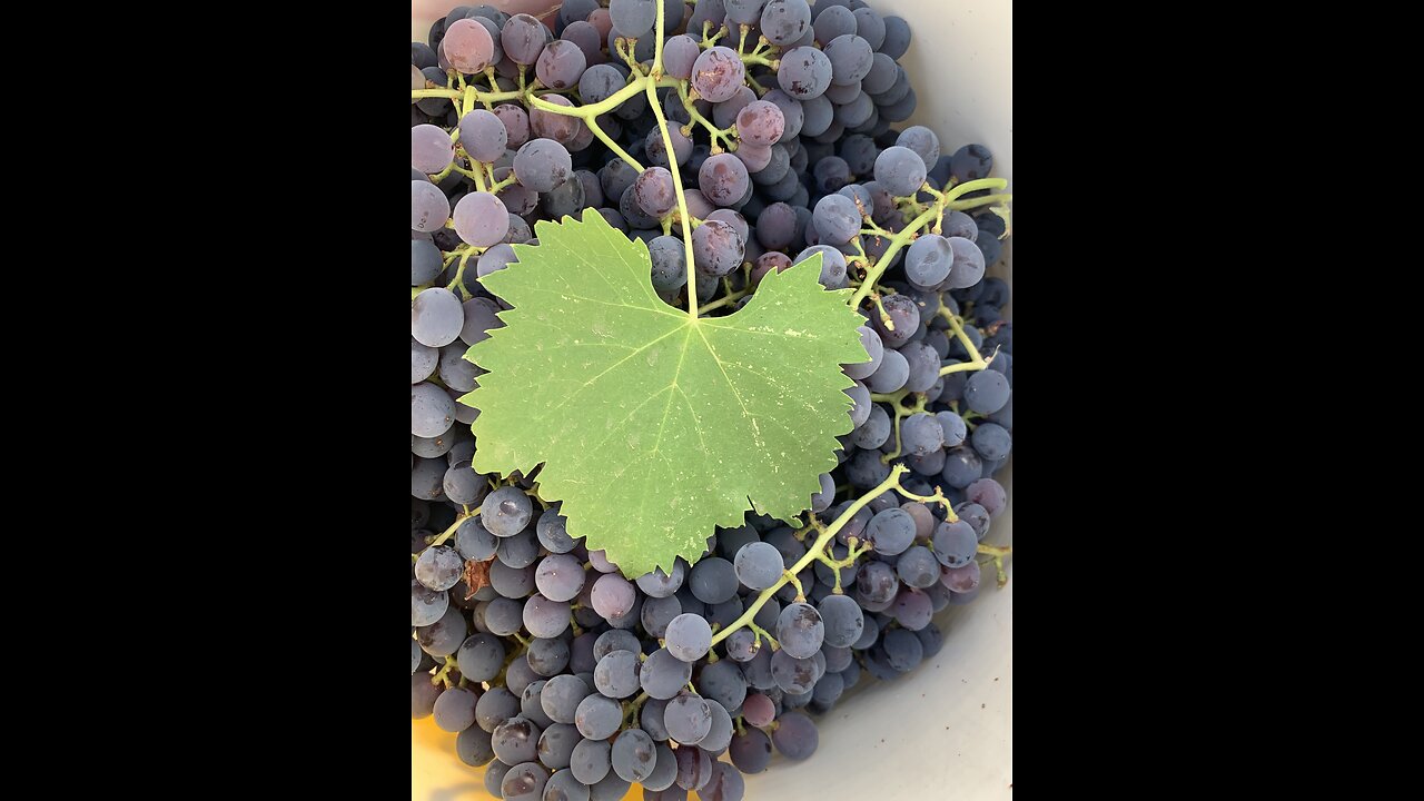 Why Wineries DON'T Use All Their Grapes