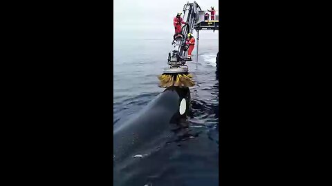 Amazing_Whale_Wash!