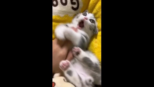 Funny Cute Cats 😺