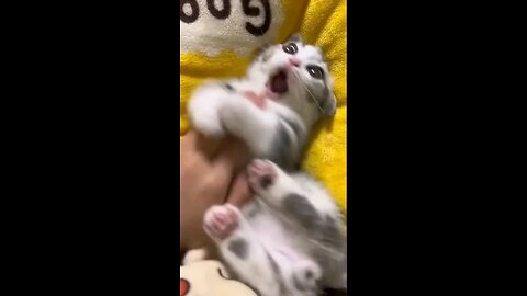 Funny Cute Cats 😺