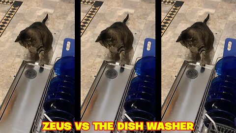 Zeus vs The Dish Washer