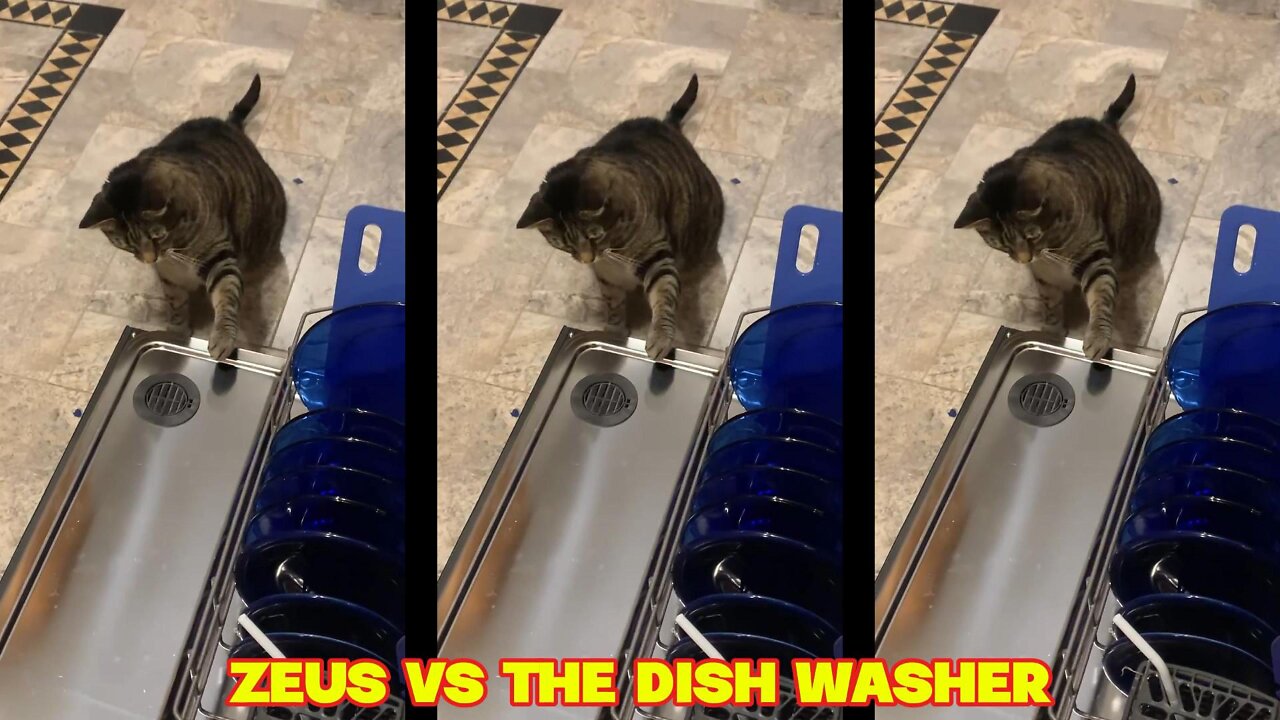 Zeus vs The Dish Washer