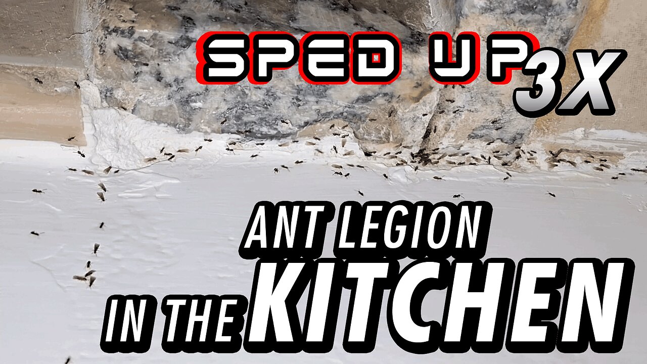 ASMR | Imagine if these tiny dudes could help doing meals | Ants mating - Sped up 3X