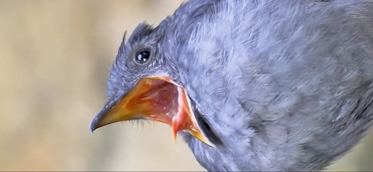 ambulance siren sound cute bird🥰🐥
