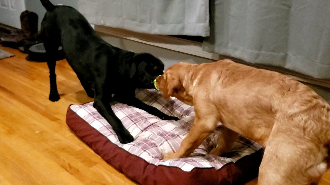 Puppy Battle
