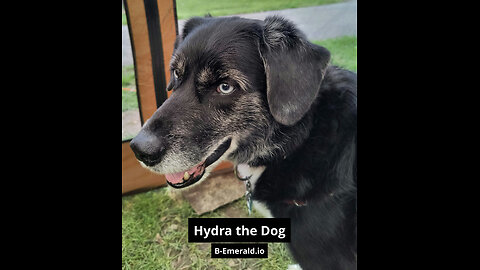 Hydra the Dog: #007