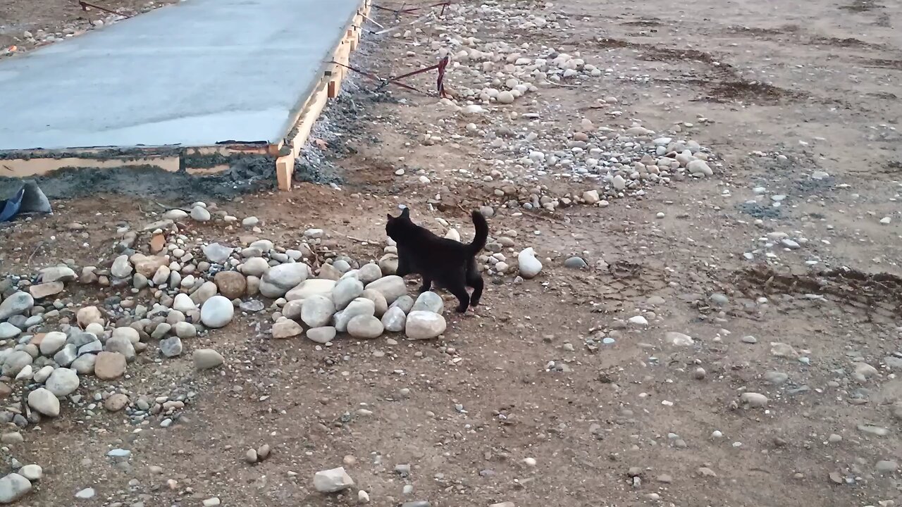 Shipping container forms we poured today gets inspected by our cat Boss.