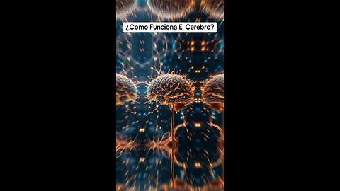 Cerebro Humano