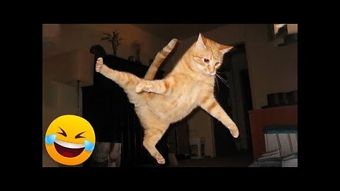 Funny Dogs And Cats Videos 2024 😅- Best Funnies Animal Videos #23
