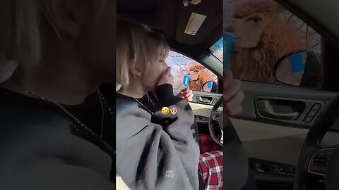 funny animals compilation #funnyanimals #animals #pets #shorts