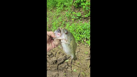 Smallmouth bass