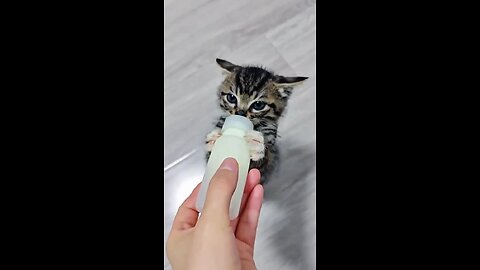 Little Kitten Enjoying His Milk