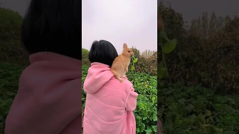 The little rabbit stands on the owner's shoulder and eats grass. Cute pet debut plan. Rabbit. Pa