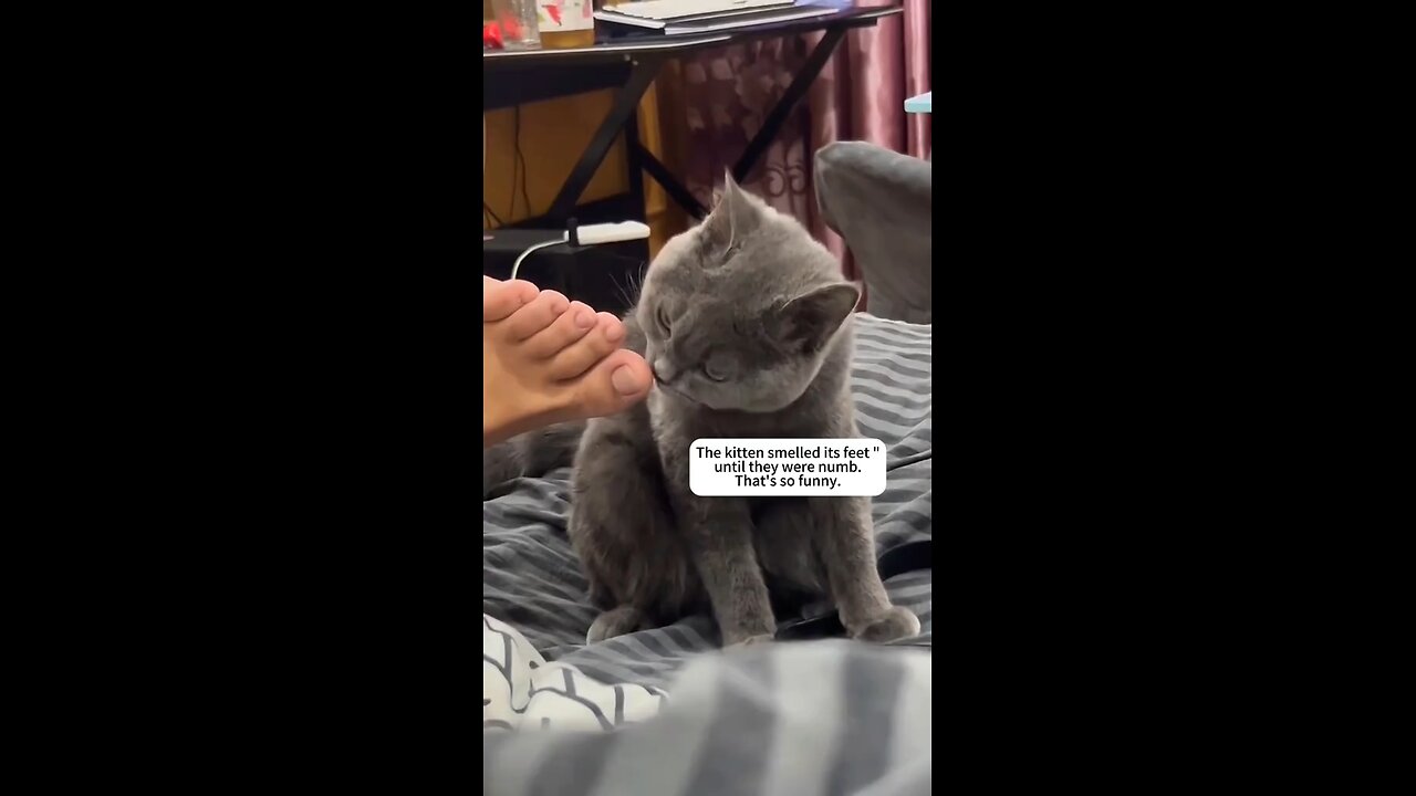 Meowzart