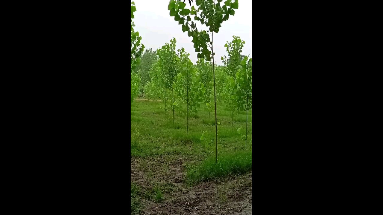 satisfying Video