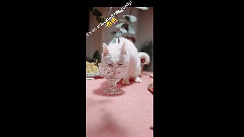 a cute cat