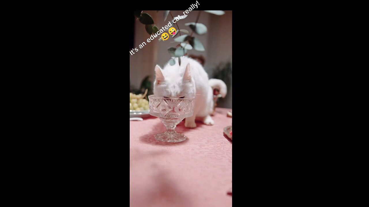 a cute cat