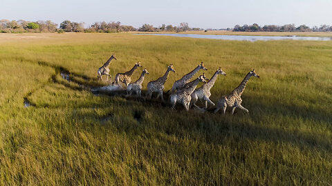 African Wildlife. Wild Botswana