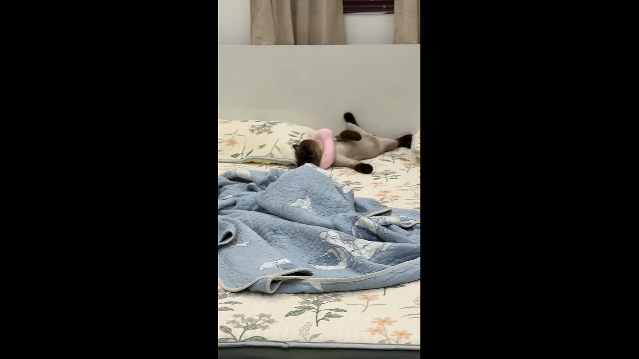 Feline Fashion: Socks Edition