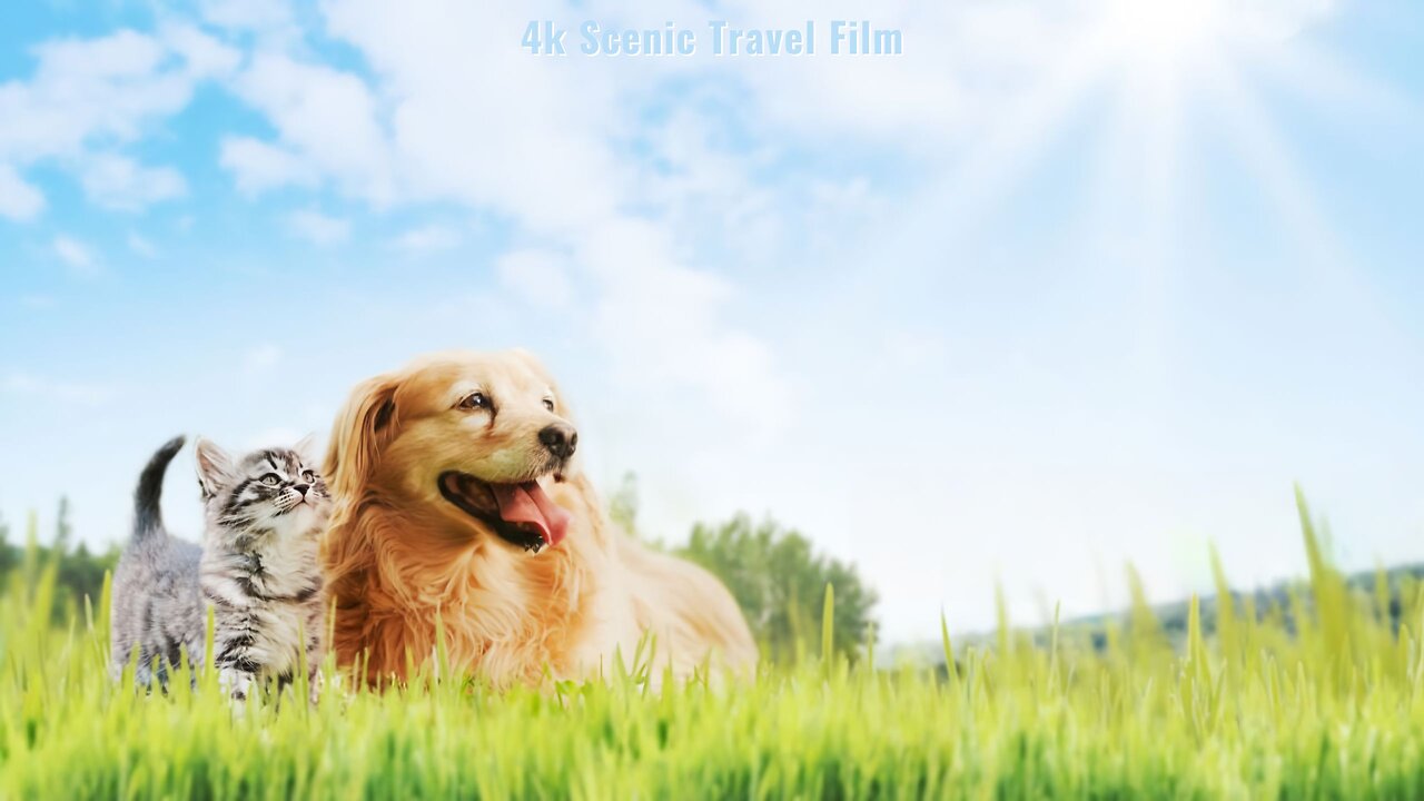 Cats & Dogs / Inspiring and Calming Music / Cute Animals