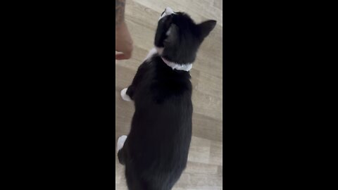 How to stop your cat scratching their neck