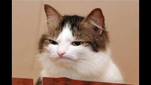 ULTIMATE HILARIOUS FUNNY CATS🤣