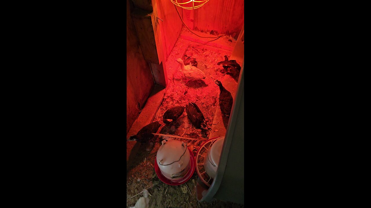 Turkeys