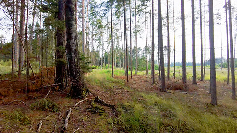 Away From The Noise | ASMR In The Forest
