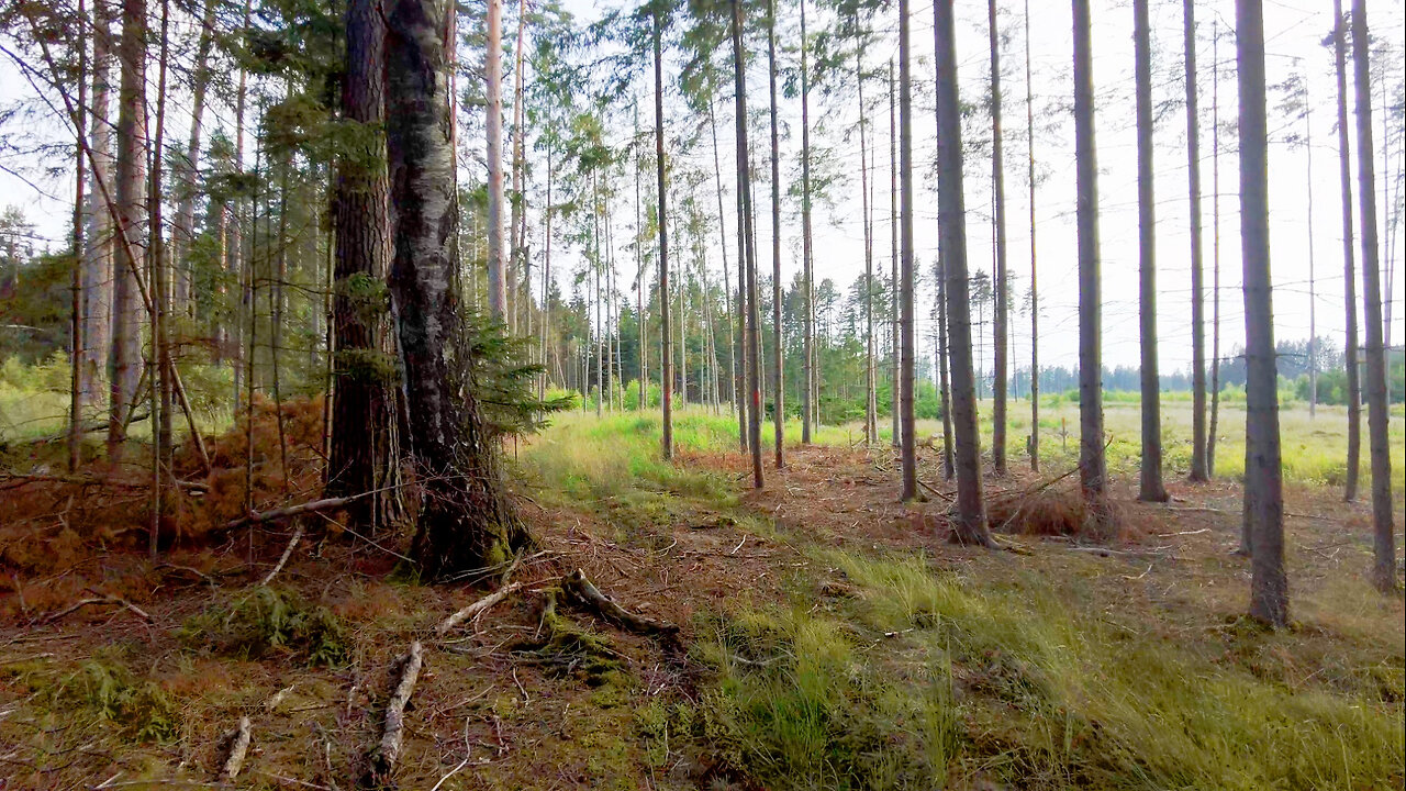 Away From The Noise | ASMR In The Forest