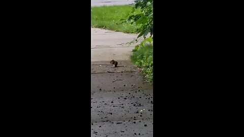 squirrel eats nuts
