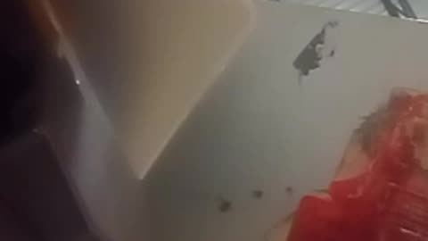 Brieon haven't let up on Barbie and k9 shit everybody get read
