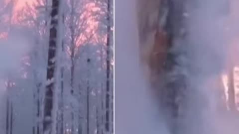 Exploding Trees: In extreme cold, sap and moisture inside trees freezes and expands