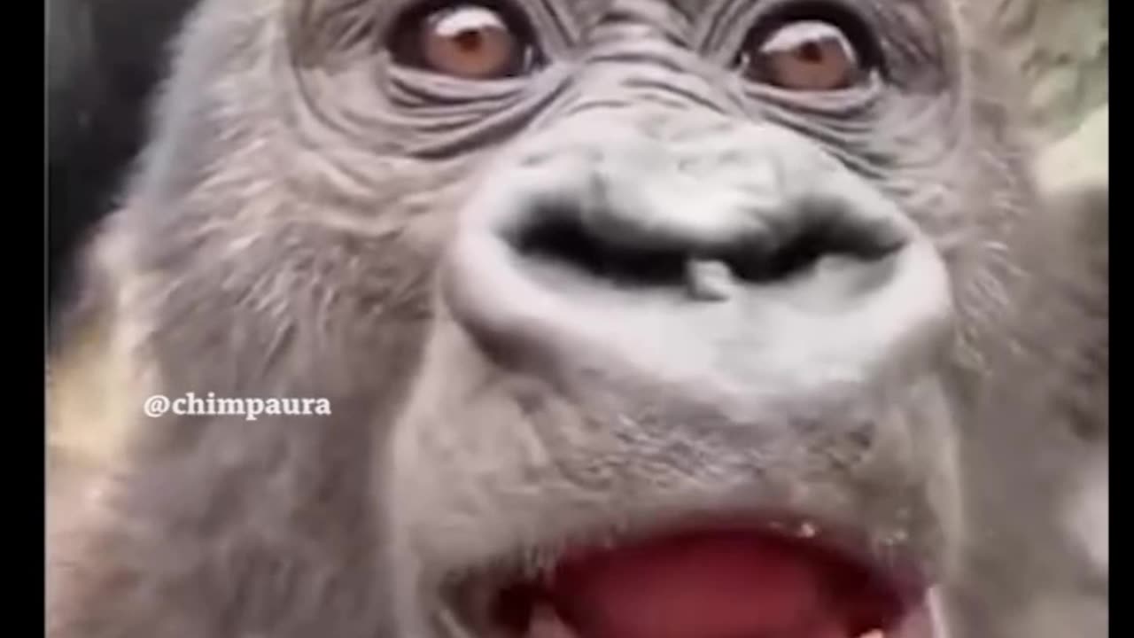 Funny animals videos