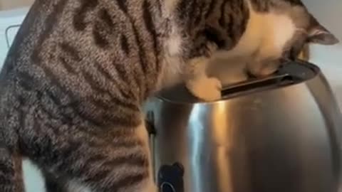 😂🐱 Cats Being Cats! | FunFM
