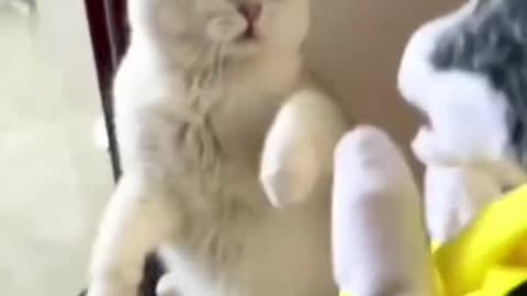 funniest cats ever you’ll laugh with tears! 🤣