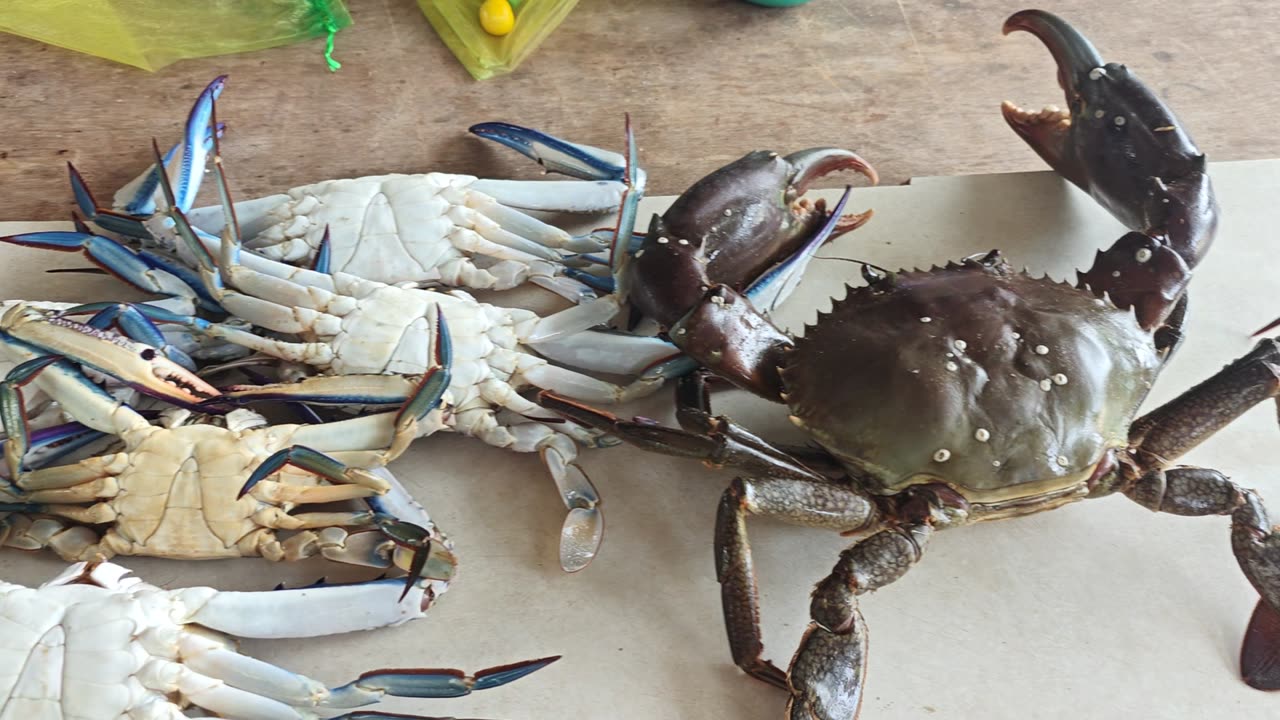 Crabs 27-03-2025