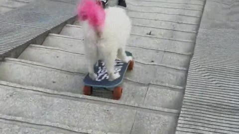 The dog's skateboarding skills are even better than mine.