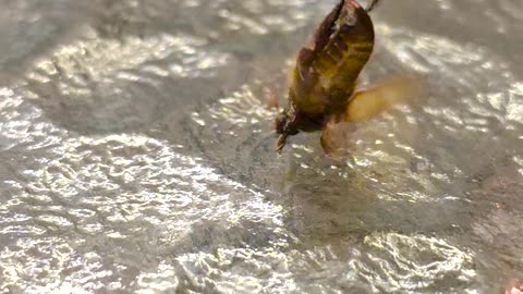 Breakdancing June Bug