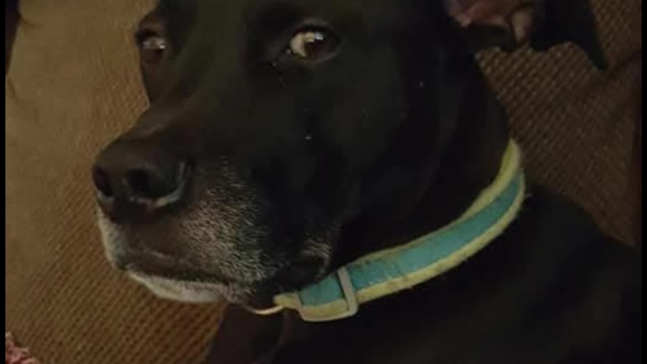 My first rescue Bentley
