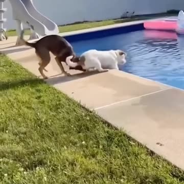 Funny Animals 😂 - Funniest Cats and Dogs video 🐱 🐶