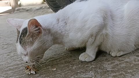 The struggle of a pregnant cat