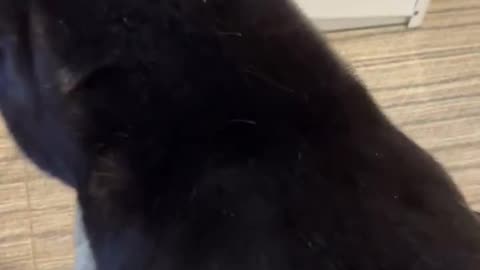 Pet Cat