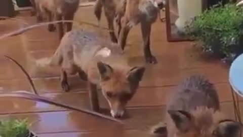 kutte ne banaya majak #dodlove #doganimals