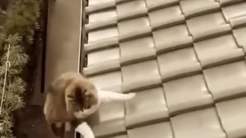 Funniest Cats and Dogs 🐶🐱 | Best Funny Animal Videos #21